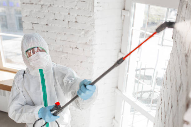 Why You Should Choose Our Mold Remediation Services in Titusville, PA